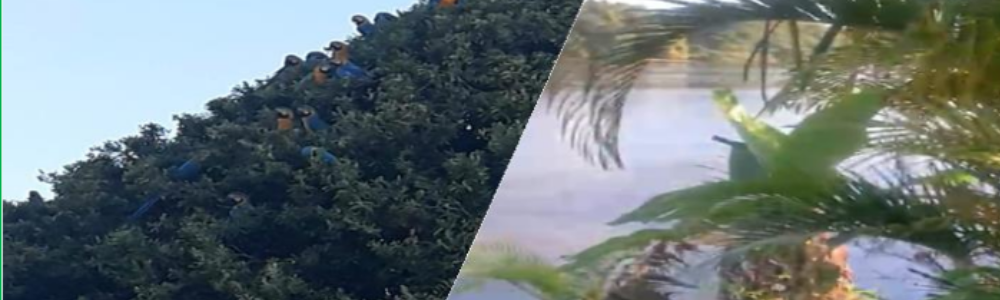Imagem de pessoas remando com nossos barcos em São Vicente próximo a Ponte Pensil
